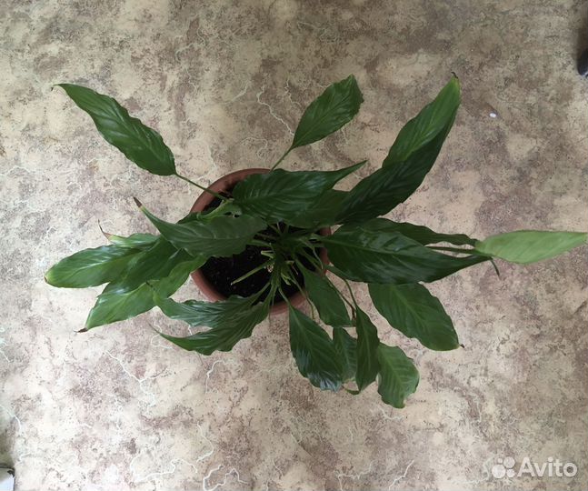 Спатифиллум