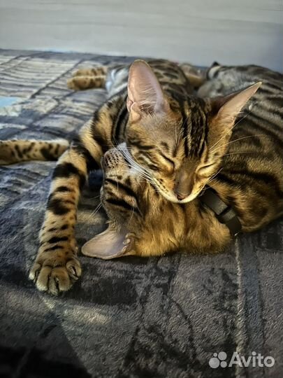 Бенгальские котята