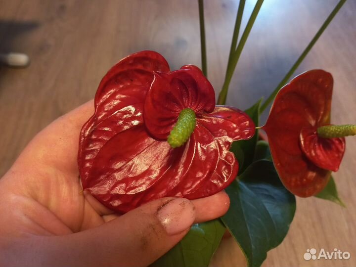 Антуриум saccuses red