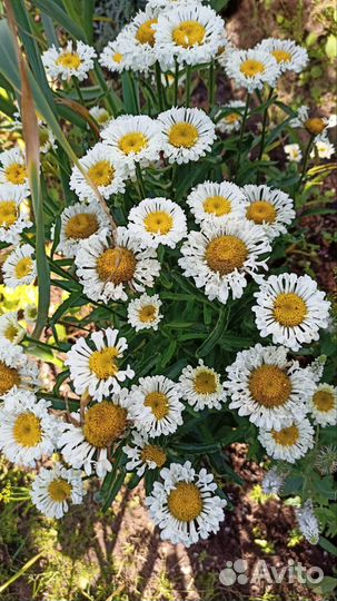 Ромашка Реал нит