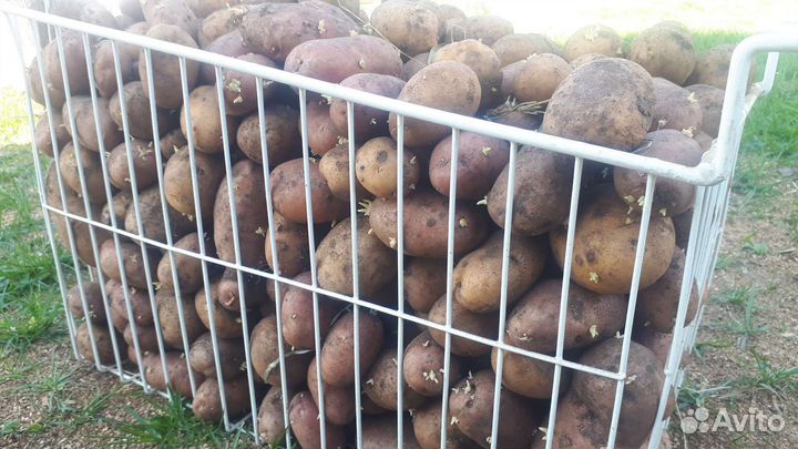 Семенной картофель