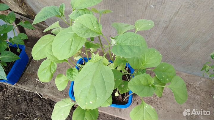 Рассада помидор,баклажан,перцев