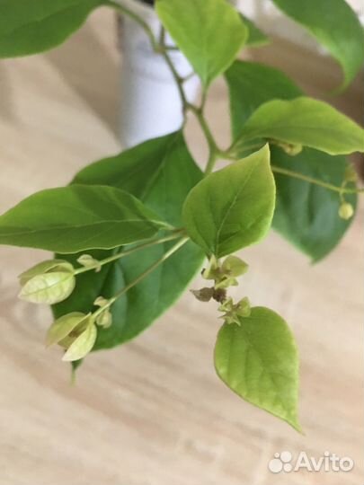 Бугенвиллея