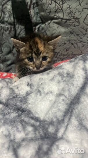 Котята в добрые руки даром