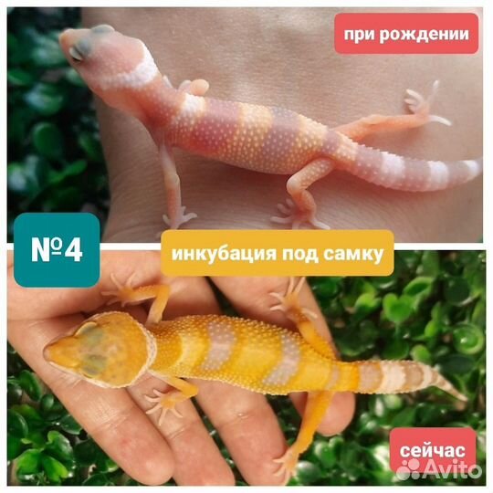 Малышка геккон эублефар, инкубация под самку