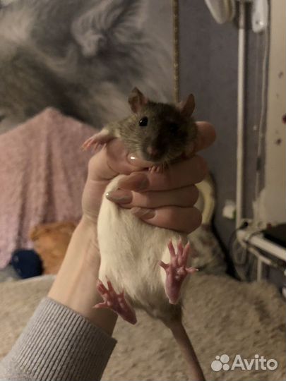 Крыса в добрые руки