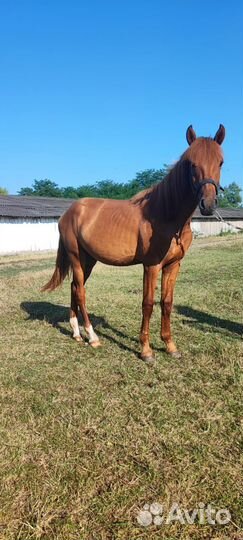 Постой для лошадей