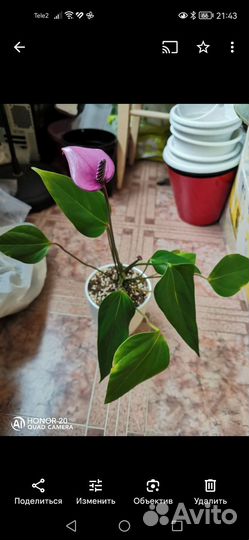 Антуриум Фиорино