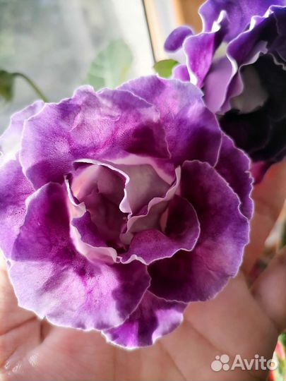 Глоксиния махровая