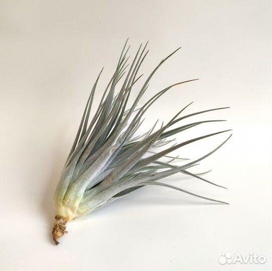 Тилландсия Супер Сильвер