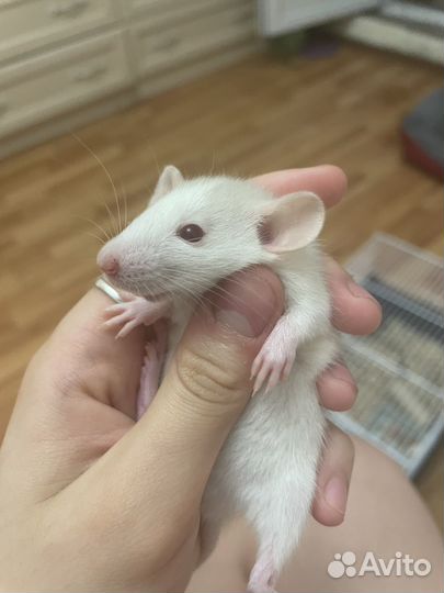 Крысята дамбо бесплатно