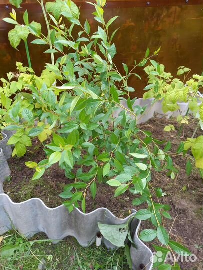 Кустики вишни