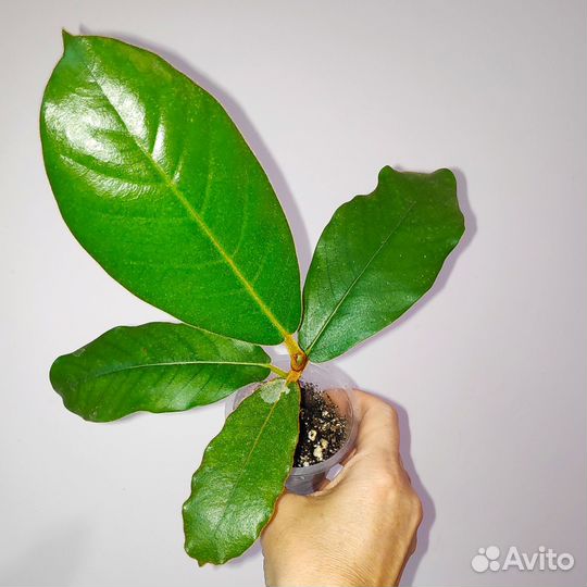 Фикус Велютина