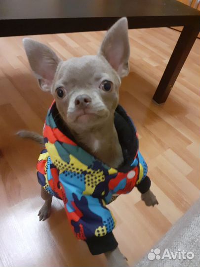 Зимний костюм для собак