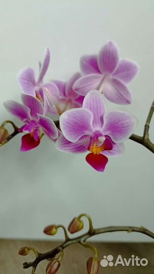Орхидея фаленопсис мини
