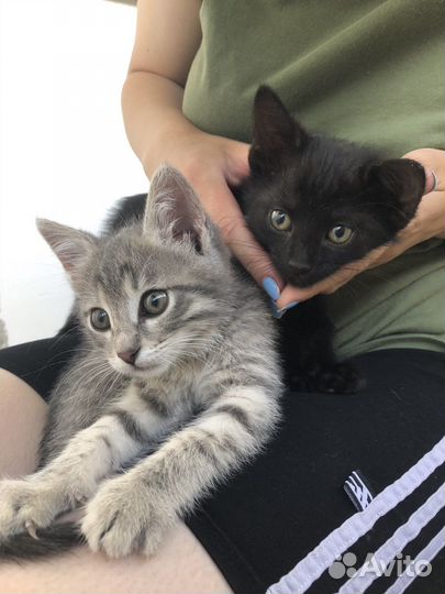 Котята в добрые руки мальчик и девочка