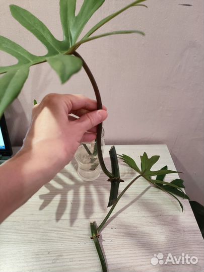 Филодендрон лучистый