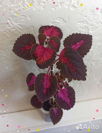 Комнатные цветы,Фикусы,Аглаонема,Денежное