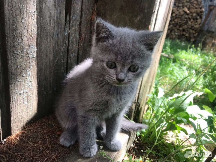 Кошка в дар бесплатно