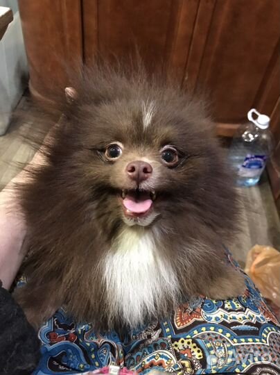 Шоколадный шпиц Мишутка