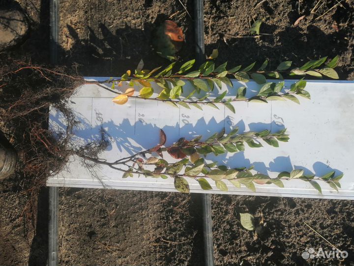 Кизильник двулетний опт