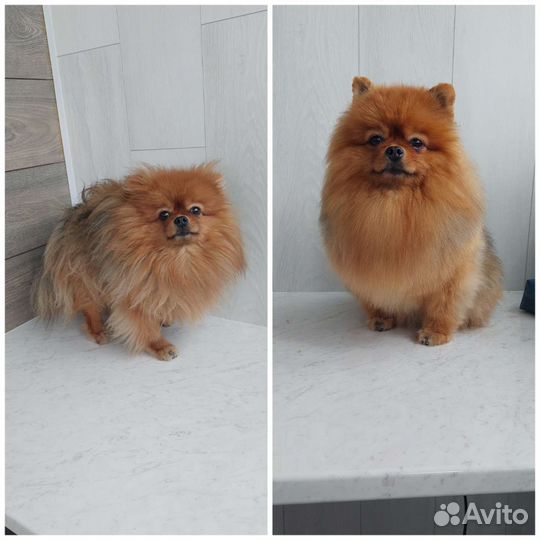 Грумер стрижка собак с выездом на дом