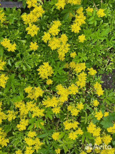 Почвопокровник жёлтый или розовый