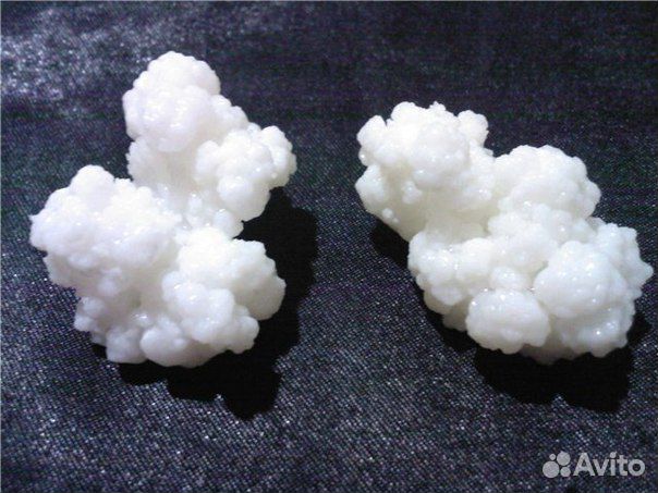 Молочный (кефирный) тибетский гриб