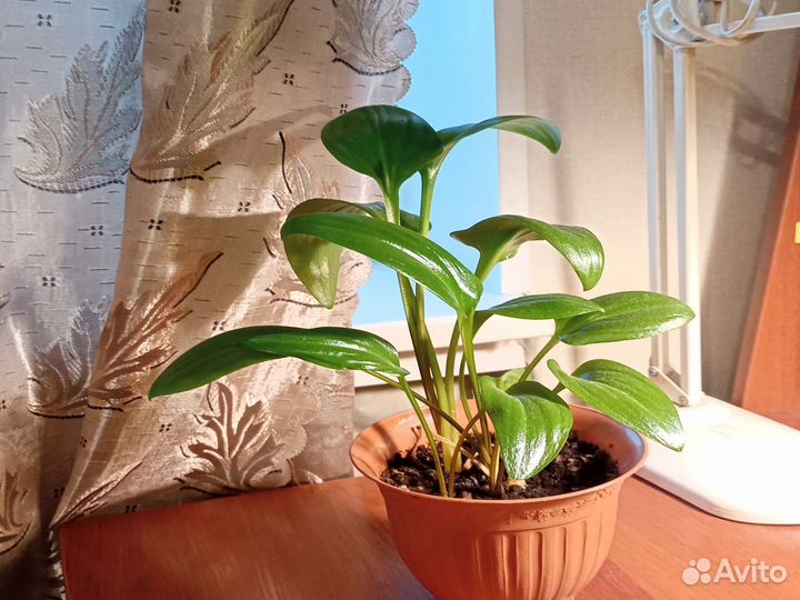 Спатифиллум, Дримиопсис