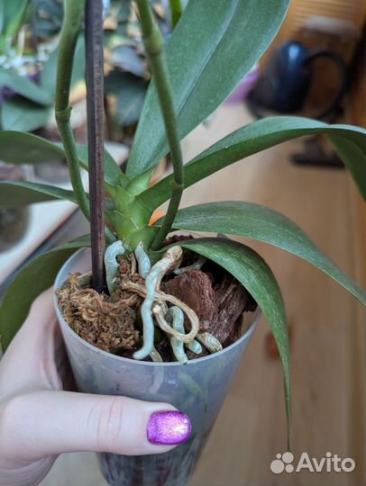 Орхидея бабочка Fullers Gold Stripe