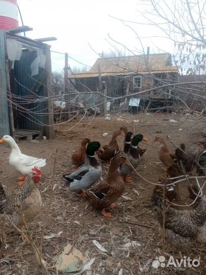 Инкубационное яйцо утки