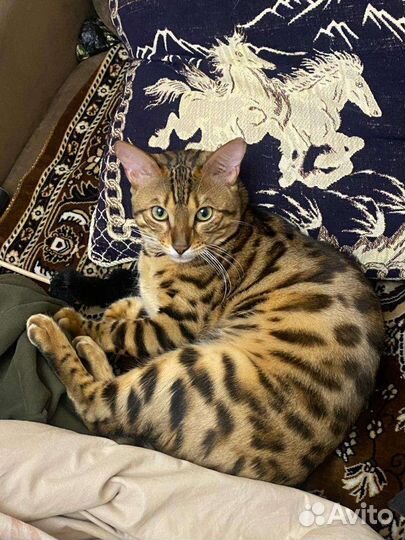 Бенгальская