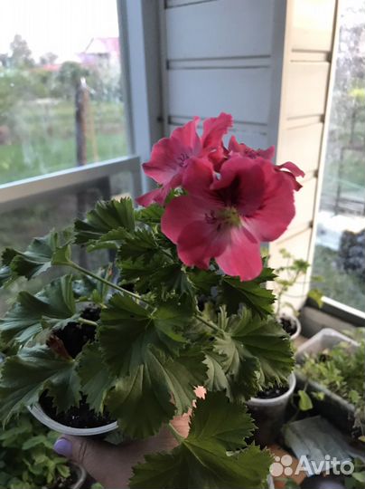 Пеларгония герань