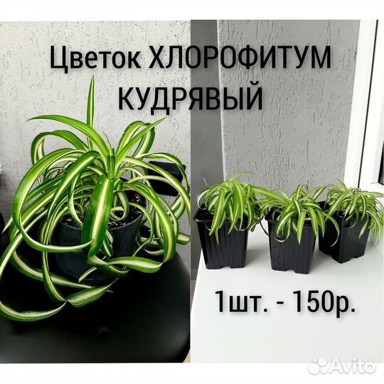 Домашние цветы