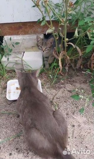 Котята в добрые руки бесплатно