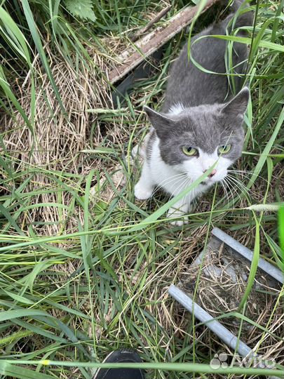 Кошка в добрые руки