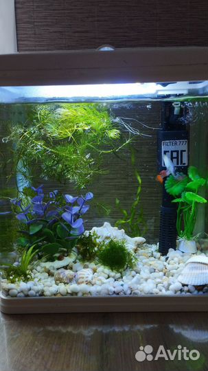 Аквариум с рыбками