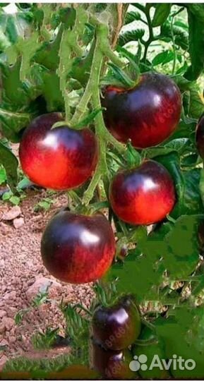 Рассада помидор