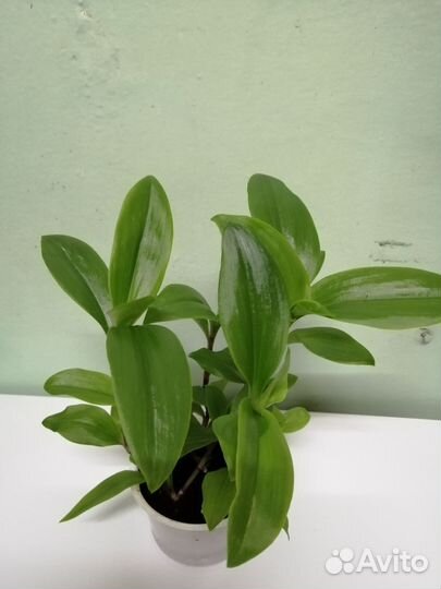 Традесканция