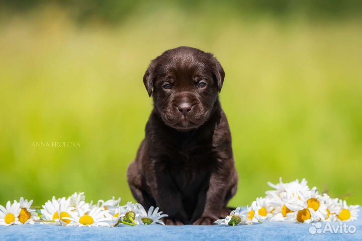 Щенки лабрадора