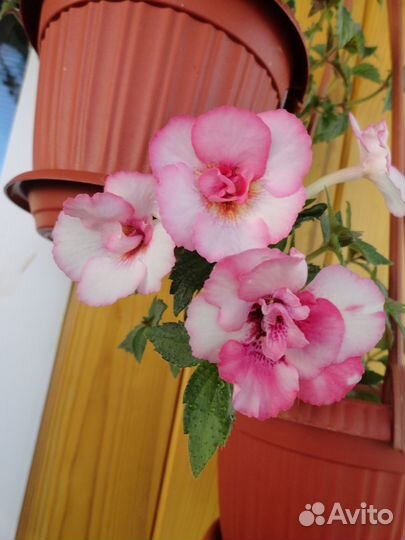 Ризомы ахименесов