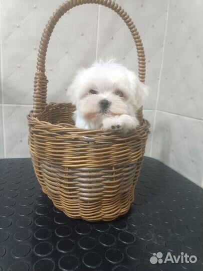 Щенки мальтезе РКФ