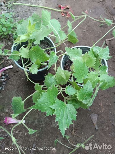 Растения для сада