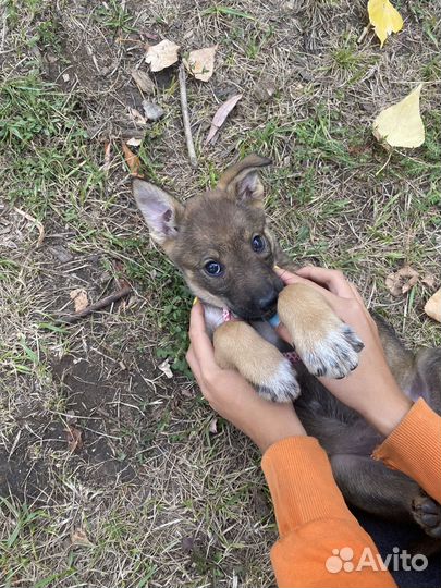 Выгул собак