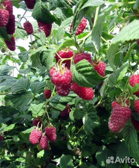 Малина Лячка(Ляшка) ремонтантная, саженец