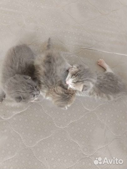Кошки бесплатно