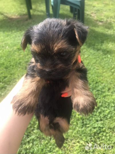 Йоркширский терьер