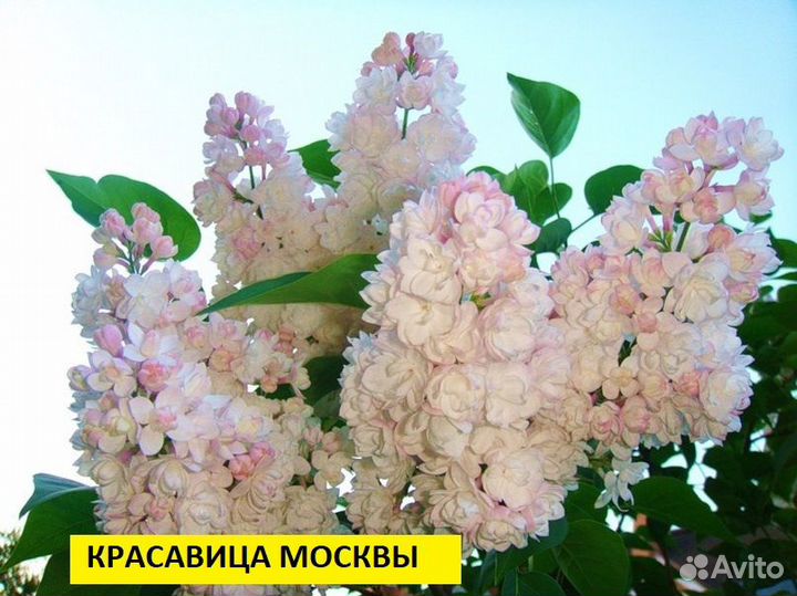 Саженцы сирени
