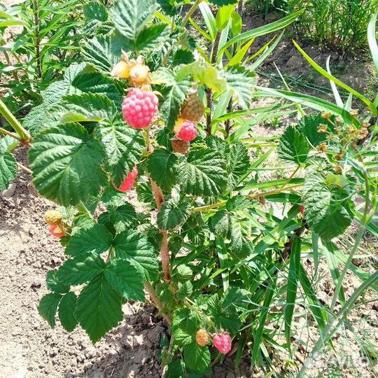 Саженцы малины