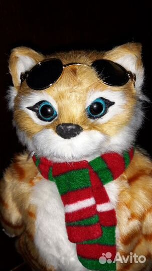 Поющий котик